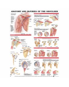 Anatomy and Injuries of the Shoulder Poster