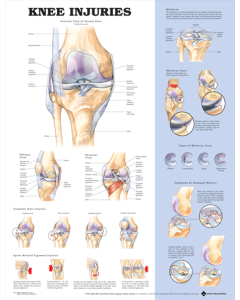 Anatomy of the Knee Poster