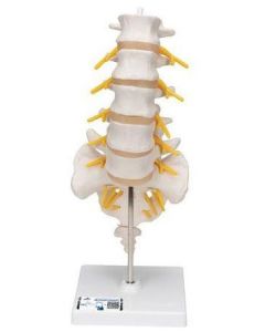 Lumbar Spinal Column