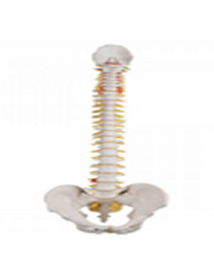 Standard Flexible Spine Model