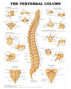 Vertebral Column Poster