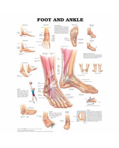 Laminated Anatomy Foot & Ankle Poster
