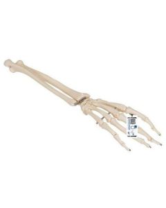 Hand Skeleton with Lower Arm Model