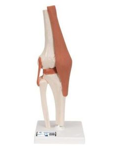 Functional Knee Joint Model