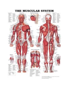 The Muscular System Poster Unmounted