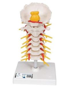 Cervical Spinal Column