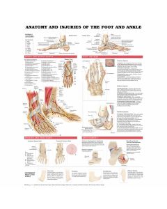 Anatomy and Injuries of the Foot and Ankle Poster