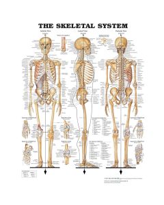 The Skeletal System Poster Unmounted