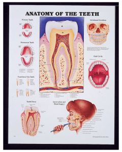 Foot and Ankle Anatomical Chart