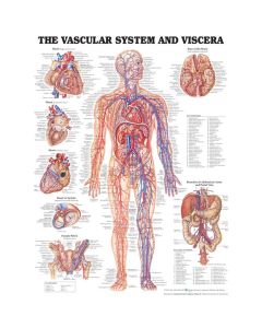 Vascular System & Viscera Poster