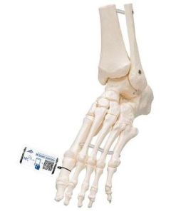 Flexible Foot Skeleton With Ankle Model