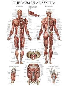Anatomical Chart Muscular System