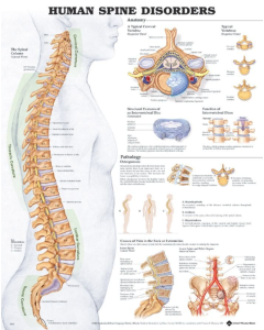 Human Spine Disorders Anatomical Chart
