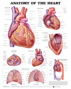 Anatomy of The Heart Chart