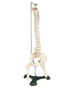 Flexible Mini Spine Model