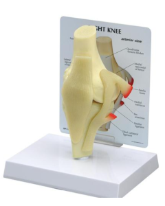 Basic Knee Joint Model