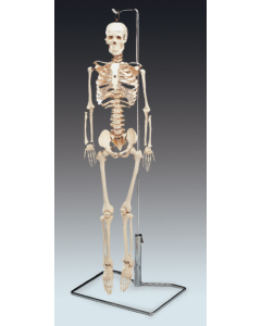 Mr Thrifty™ Skeleton with Spinal Nerve